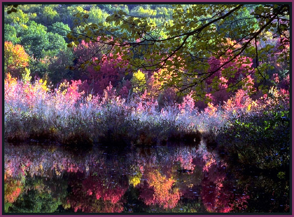 Autumn abstract. An actual photograph.