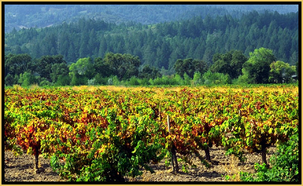 A vinyard in California's Napa Valley.