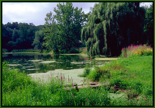 Summer by the lake.