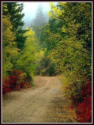 A foggy day in Autumn.