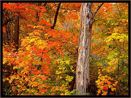 A riot of fall colors. New Jersey