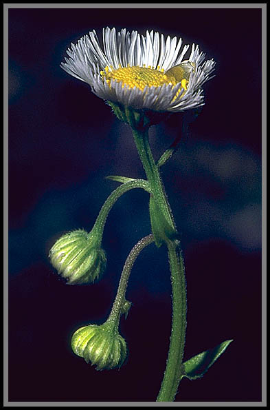 A simple but elegant weed. Daisy fleabane.