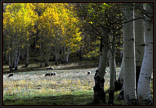 Aspen and sheep. Colorado