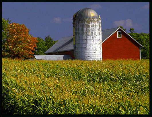 Barn and cornfield. Pennsylvania