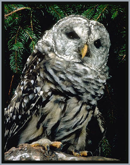A barred owl.