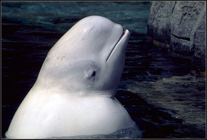 Beluga whale. Alaska
