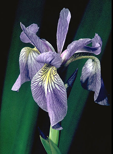 Blue flag iris.