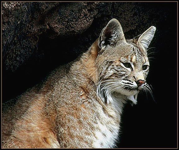 Bobcat. Arizona