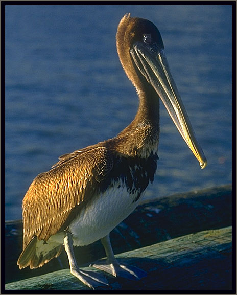 Brown pelican.