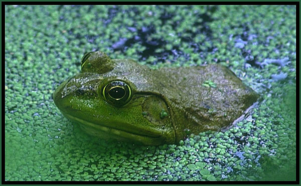 Bullfrog.