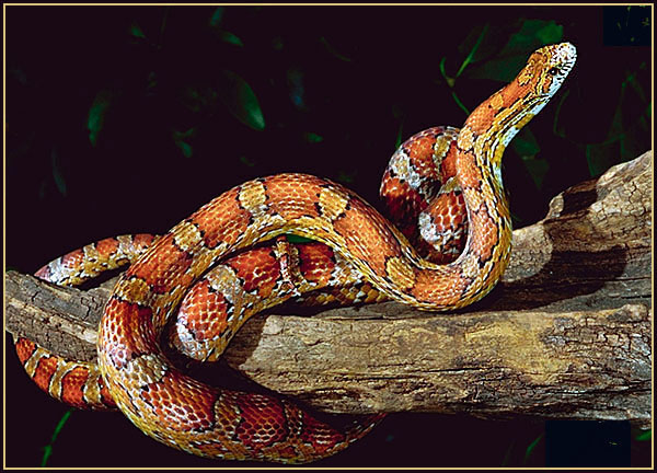 Corn snake.