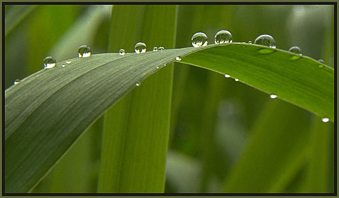 Dew on grass.