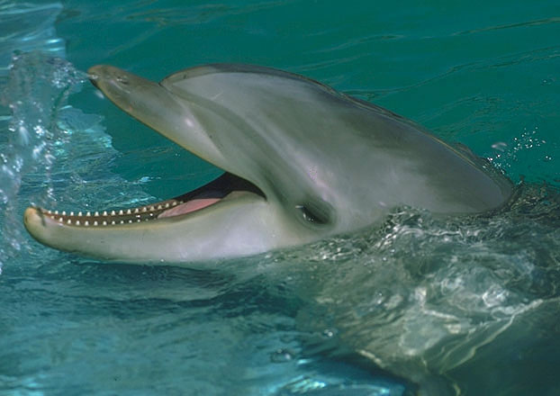 Dolphin, Florida.