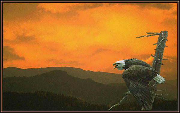 Eagle at sunset. Two images digitally combined.