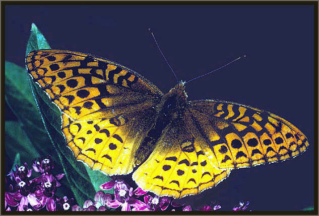 A fritillary.
