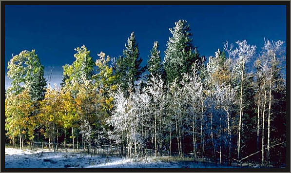 Early frost on trees. Colorado.