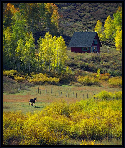 A galloping horse. Colorado