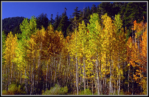 Golden aspen. High Sierras, California.