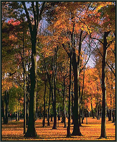 Golden carpet. New Jersey.
