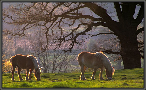 Grazing horses. Goshen, NY