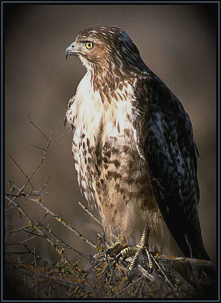 Hawk.