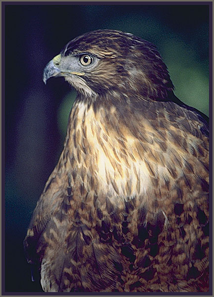 Portrait of a hawk. Sitka, Alaska