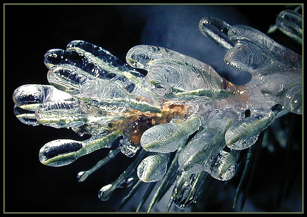 Ice coated spruce needles.