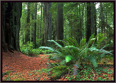 In a redwood forest. California