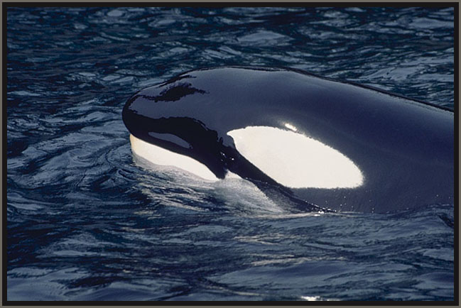 Killer Whale (Orca), Alaska.