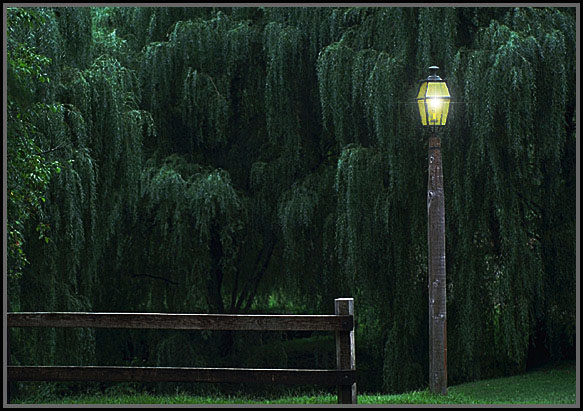 Lamppost with Willows.
