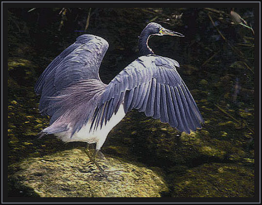 Louisiana Heron. Florida Everglades.