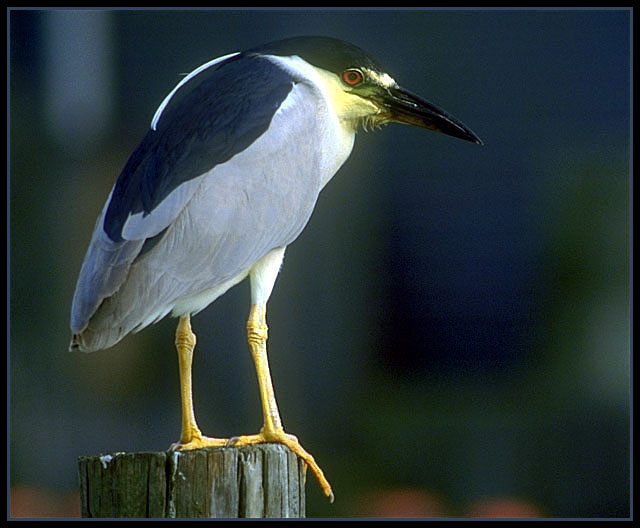 Night heron. Florida Everglades.