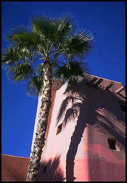 Palm and shadow. Arizona