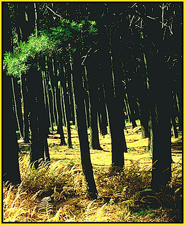 Pine woods.