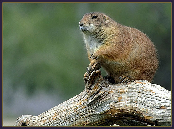 Prairie dog on alert. Arizona