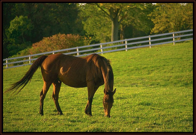 A red horse grazing.