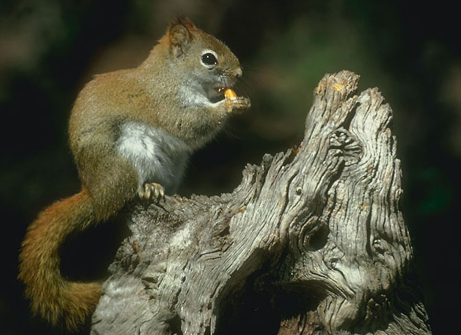 Red squirrel, New Jersey
