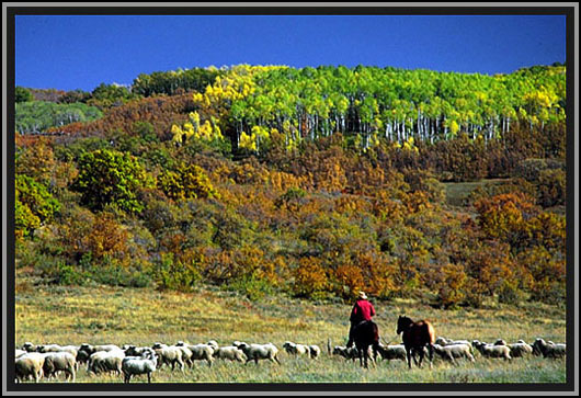 Sheepherding. Utah.