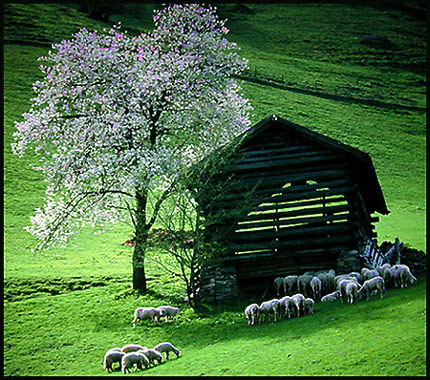 Sheep on a hillside. Austria