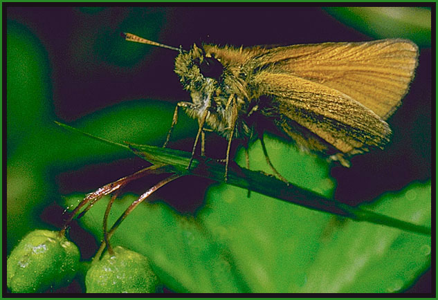 Skipper with berries.
