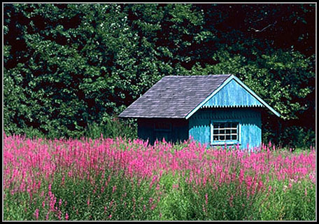 A small cabin in the summertime.