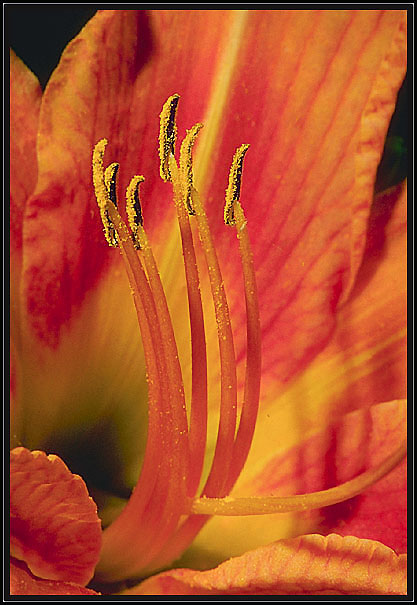 Daylily - The inside story.