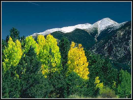 The tree line.