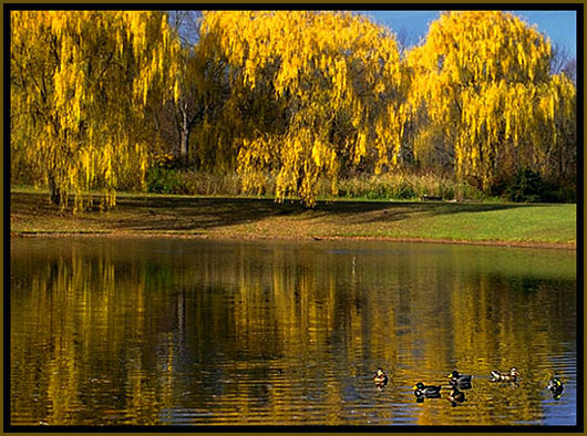 The willow pond. New Jersey