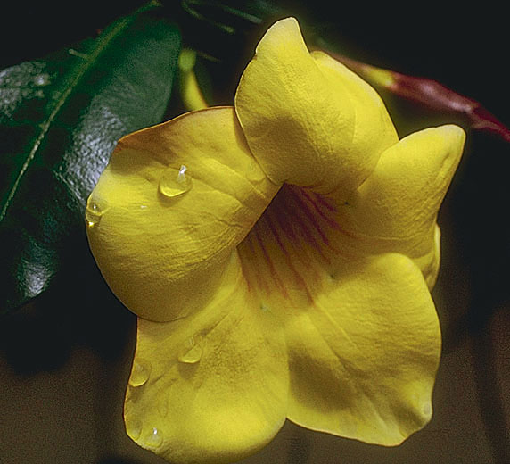 A tropical blossom.
