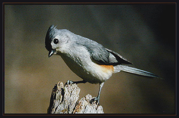 Tufted Titmouse.