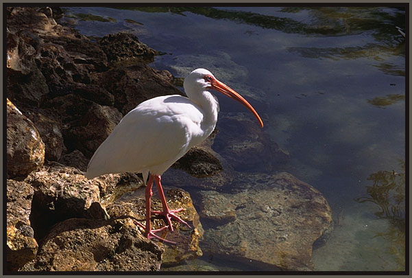 White Ibis, Florida