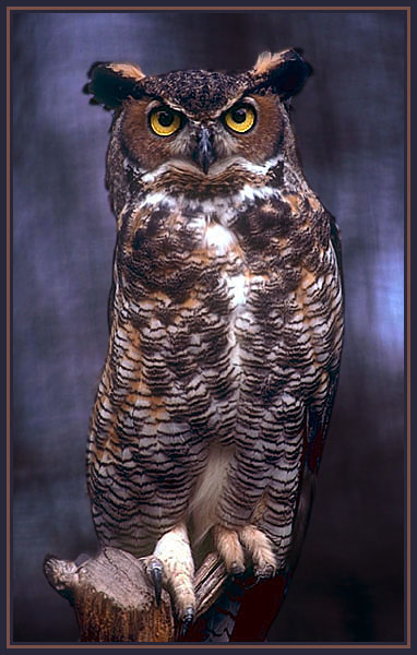 Great Horned Owl.