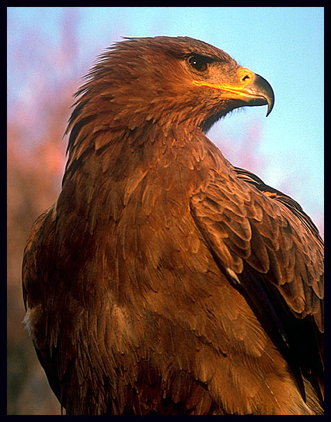 Harris hawk.