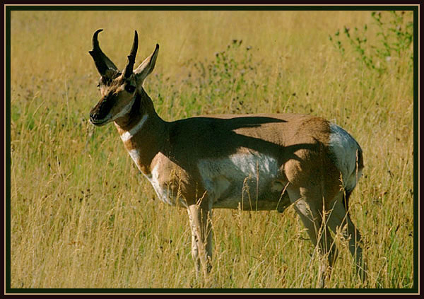 Pronghorn antelope. Idaho.